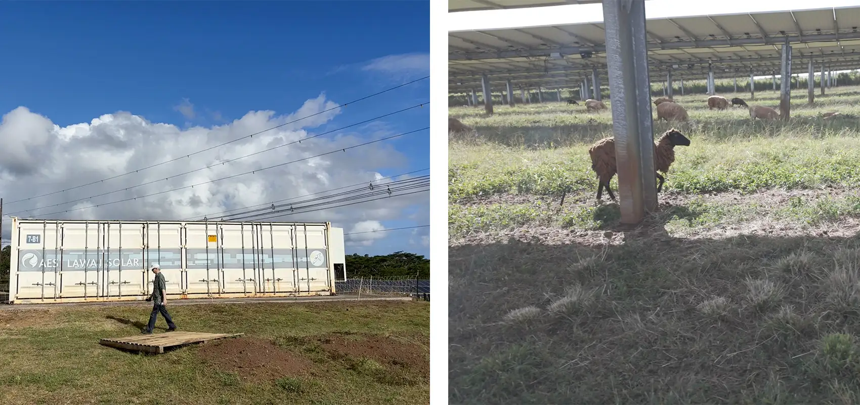 20260107-with-inverters-an-island-adapts-to-the-changing-physics-of-power-grids-plant-2 Two images: One of a man walking in front of a shipping container, one of sheep under rows of solar panels.