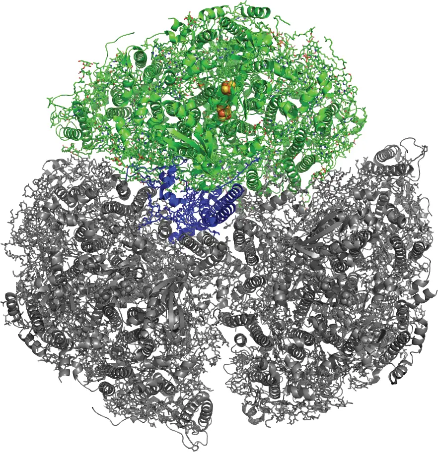 Symmetrical protein structure showing one trimer unit in color.