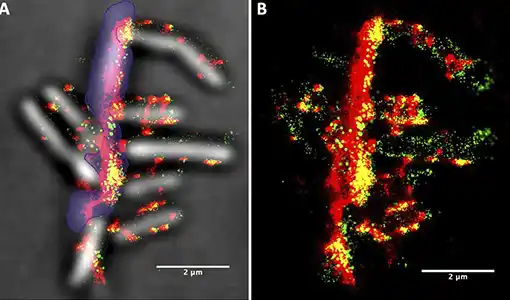 Microscopy images showing location of cellulosomes in relation to biomass and Clostridium thermocellum bacteria