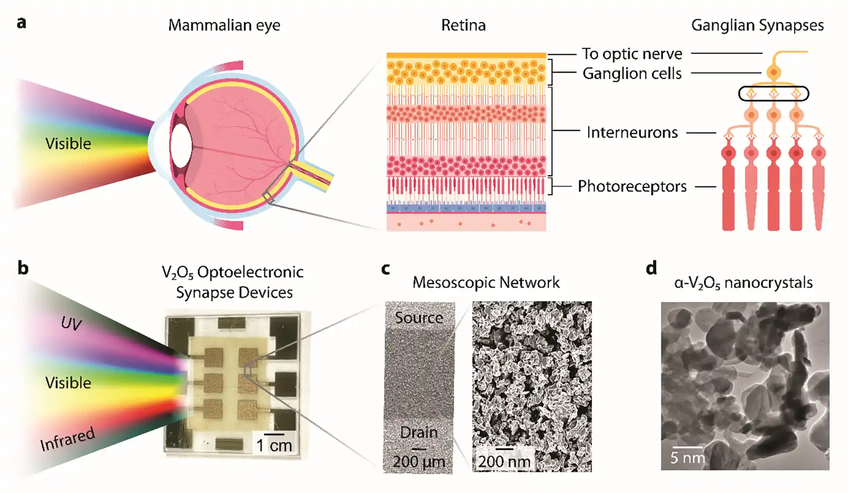 20260520-scientists-shine-light-on-materials-that-remember-remind-graphic Illustration of how the optoelectronic synapse device takes in and captures light similar to the mammalian eye